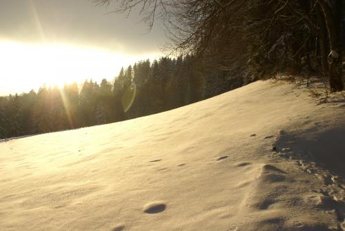 SONY DSC