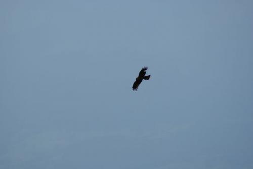 SONY DSC