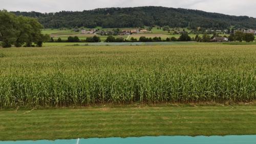 default